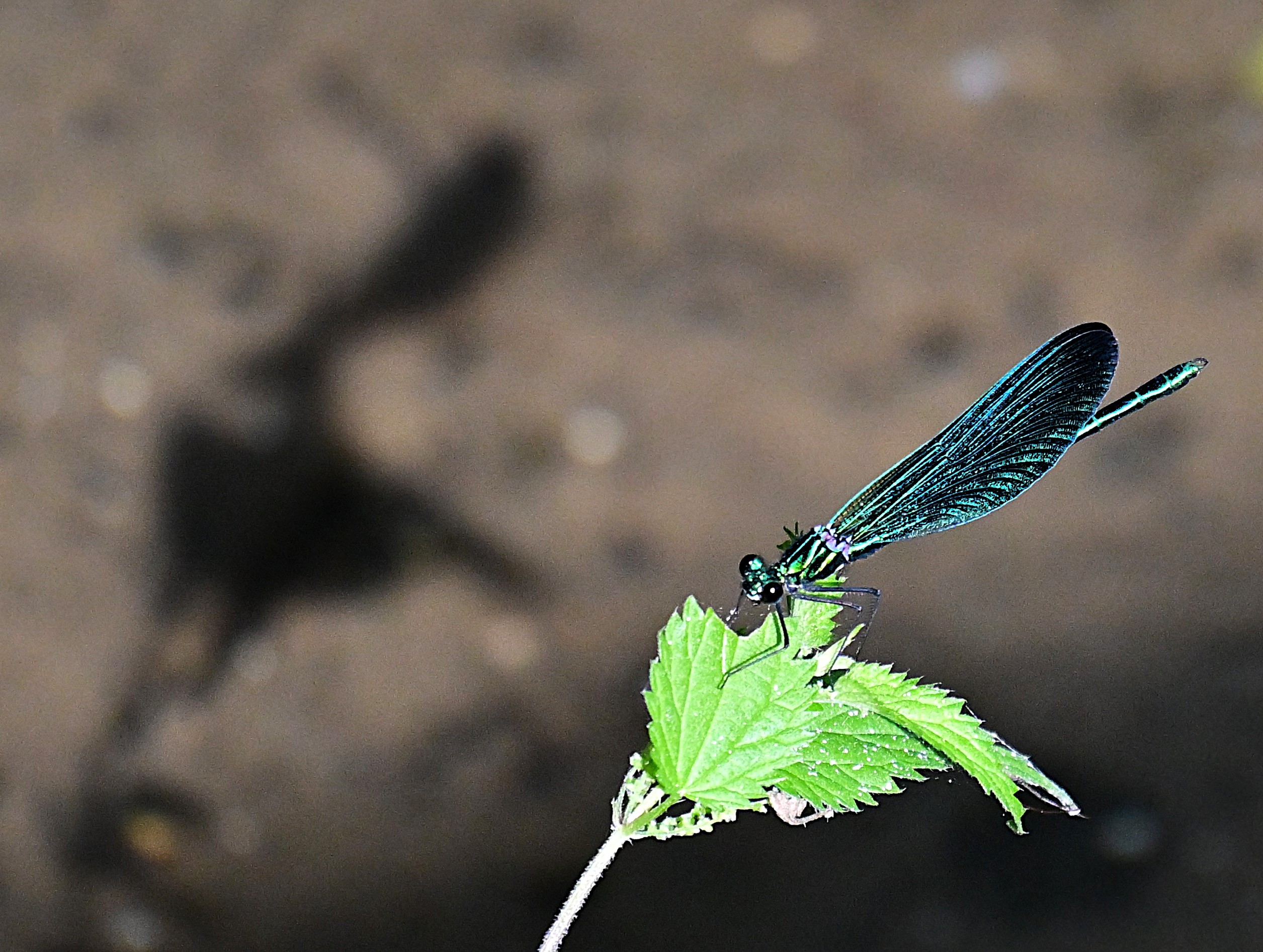 Fotografía de Menci