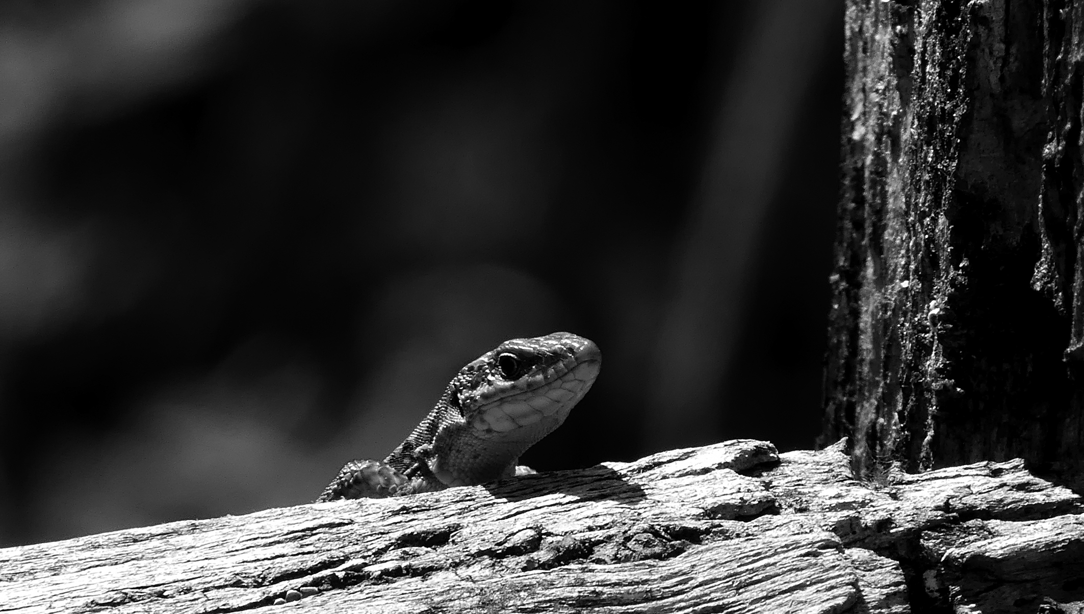 Fotografía de Eladio Amigo Mato